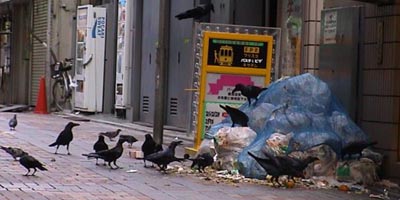 カラス撃退